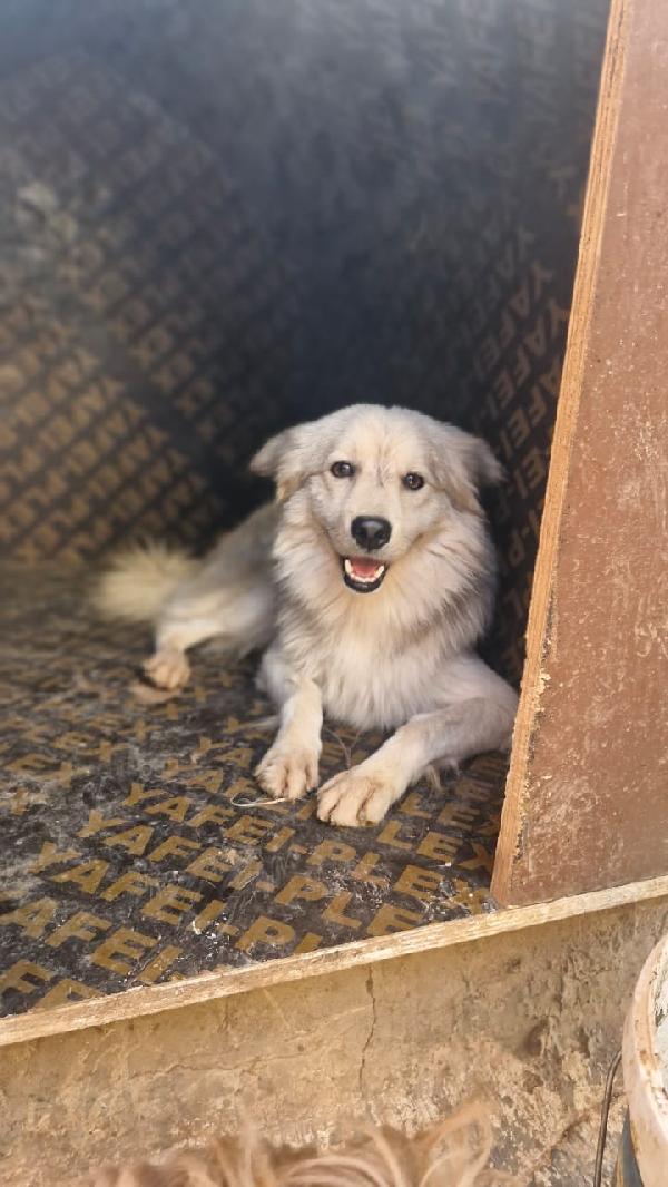 Yorgo, un tenero pelosetto Foto 4